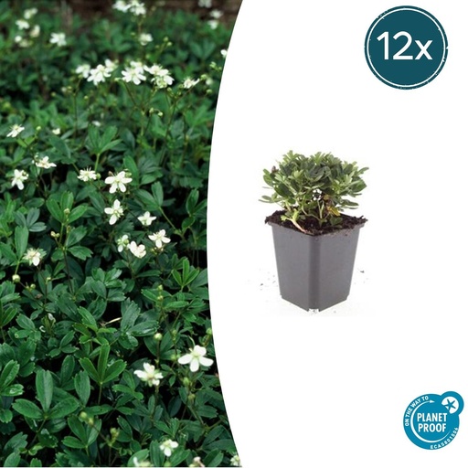 "Dreizahn-Fingerkraut 'Nuuk' 12er-Set (Potentilla tridentata) – winterharte Staude, Topf-Ø 9 cm, Höhe ca. 25 cm image"
