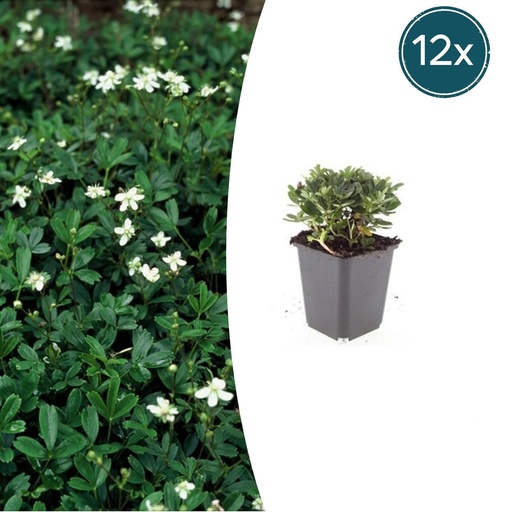"Dreizahn-Fingerkraut 'Nuuk' 12er-Set (Potentilla tridentata) – winterharte Staude, Topf-Ø 9 cm, Höhe ca. 25 cm image"