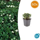 60x Potentilla tridentata 'Nuuk' - ↕10-25cm - Ø9cm