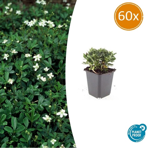 "Dreizahn-Fingerkraut 'Nuuk' 60er-Set (Potentilla tridentata) – winterharte Staude, Topf-Ø 9 cm, Höhe ca. 25 cm image"