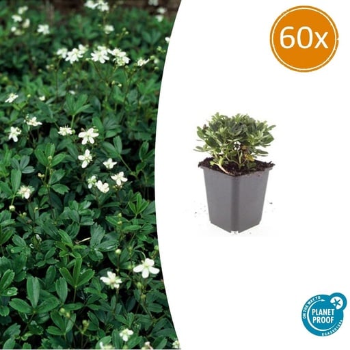 "Dreizahn-Fingerkraut 'Nuuk' 60er-Set (Potentilla tridentata) – winterharte Staude, Topf-Ø 9 cm, Höhe ca. 25 cm image"