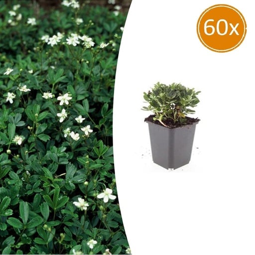 "Dreizahn-Fingerkraut 'Nuuk' 60er-Set (Potentilla tridentata) – winterharte Staude, Topf-Ø 9 cm, Höhe ca. 25 cm image"