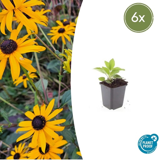 "6x Rudbeckia fulgida 'Goldsturm' - ↕10-25cm - Ø9cm image"