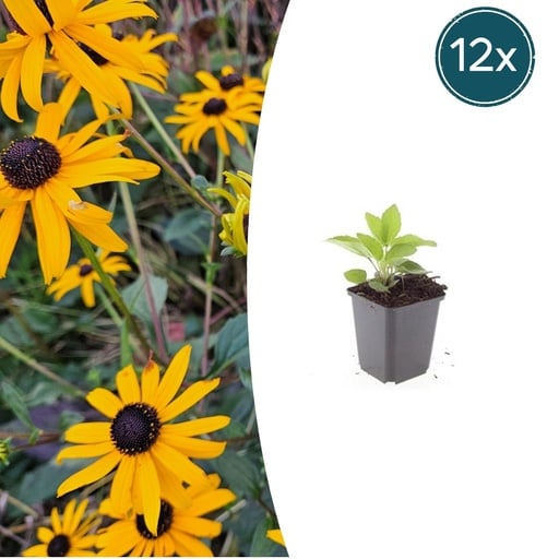 "Garten-Sonnenhut 'Goldsturm' (Rudbeckia fulgida) – winterharte Beetstaude, 12 Pflanzen, Topf-Ø 9 cm, Höhe ca. 15 cm image"