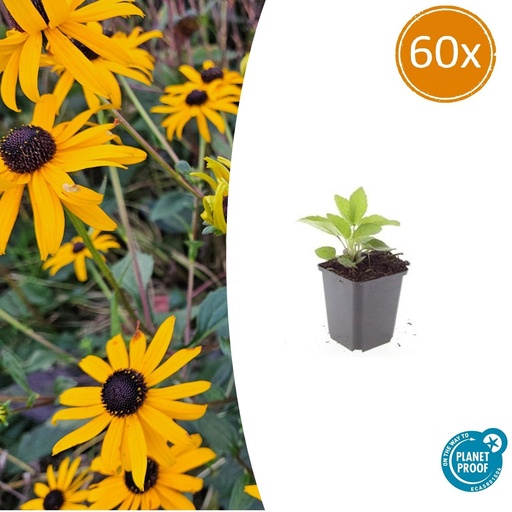 "60x Rudbeckia fulgida 'Goldsturm' - ↕10-25cm - Ø9cm image"