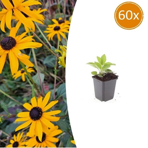 "Glänzender Sonnenhut 'Goldsturm' 60er-Set (Rudbeckia fulgida) – winterharte Staude, Topf-Ø 9 cm, Höhe ca. 25 cm image"