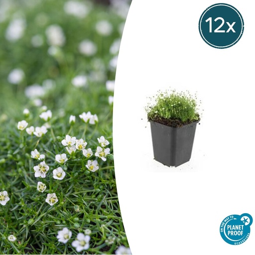 "12x Sagina subulata - ↕10-25cm - Ø9cm image"
