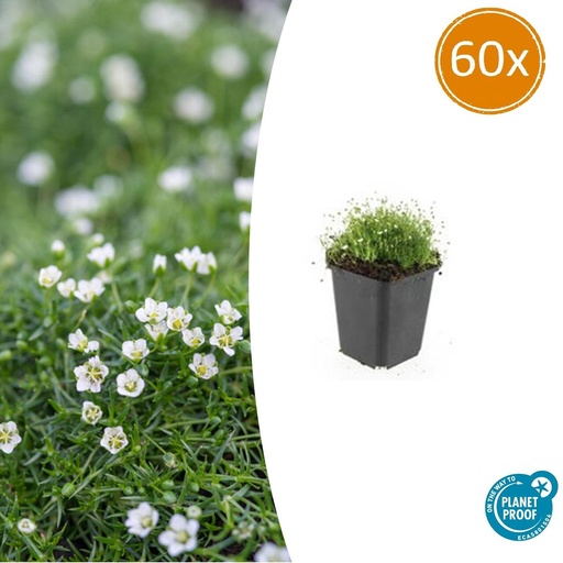 "60x Sagina subulata - ↕10-25cm - Ø9cm image"