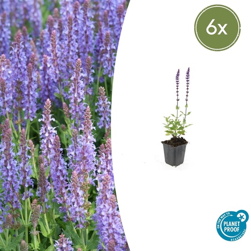 "6x Salvia nem. 'Caradonna' - ↕10-25cm - Ø9cm image"