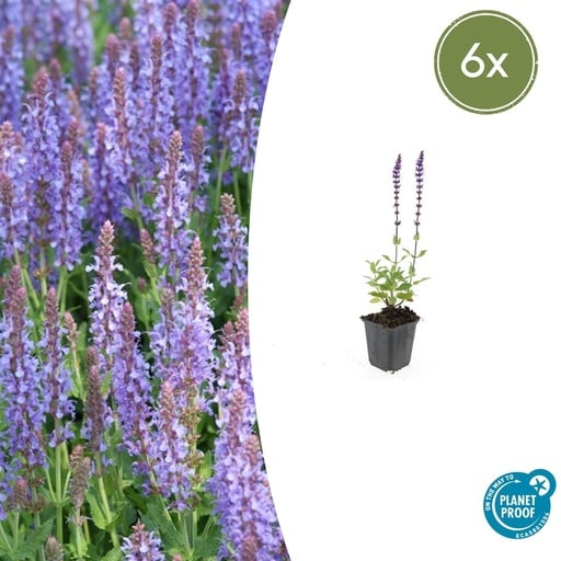"Steppen-Salbei 'Caradonna' 6er-Set (Salvia nemorosa) – winterharte Staude, Topf-Ø 9 cm, Höhe ca. 25 cm image"