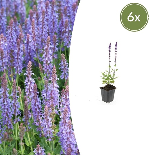 "Steppen-Salbei 'Caradonna' 6er-Set (Salvia nemorosa) – winterharte Staude, Topf-Ø 9 cm, Höhe ca. 25 cm image"
