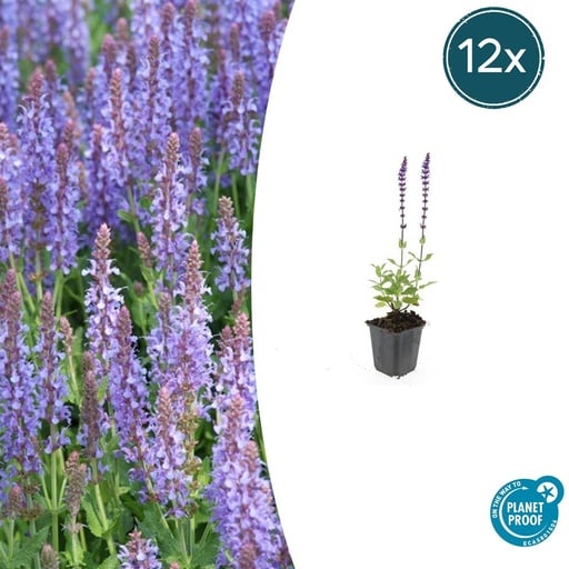 "Steppen-Salbei 'Caradonna' 12er-Set (Salvia nemorosa) – winterharte Staude, Topf-Ø 9 cm, Höhe ca. 25 cm image"