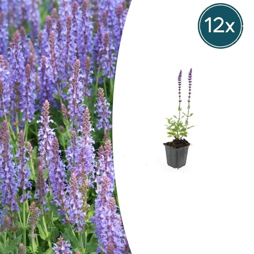 "Steppen-Salbei 'Caradonna' 12er-Set (Salvia nemorosa) – winterharte Staude, Topf-Ø 9 cm, Höhe ca. 25 cm image"