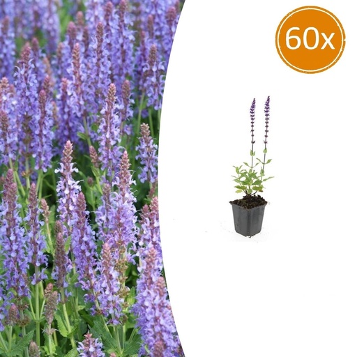 "Steppen-Salbei 'Caradonna' 60er-Set (Salvia nemorosa) – winterharte Staude, Topf-Ø 9 cm, Höhe ca. 25 cm image"