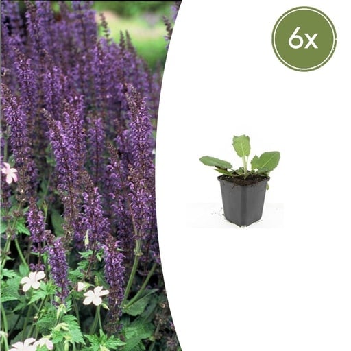 "Steppen-Salbei 'Mainacht' 6er-Set (Salvia nemorosa) – winterharte Staude, Topf-Ø 9 cm, Höhe ca. 25 cm image"