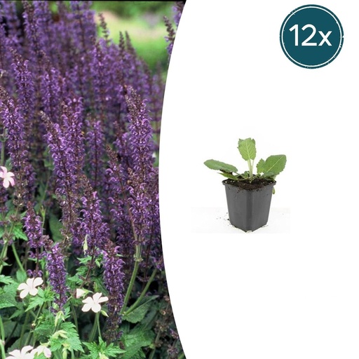 "Steppen-Salbei 'Mainacht' 12er-Set (Salvia nemorosa) – winterharte Staude, Topf-Ø 9 cm, Höhe ca. 25 cm image"
