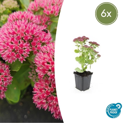 "6x Sedum 'Herbstfreude' - ↕10-25cm - Ø9cm image"