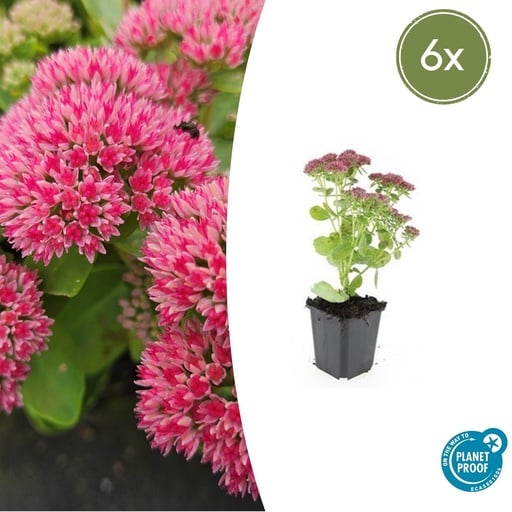 "Fetthenne 'Herbstfreude' 6er-Set (Sedum) – winterharte Staude, Topf-Ø 9 cm, Höhe ca. 25 cm image"