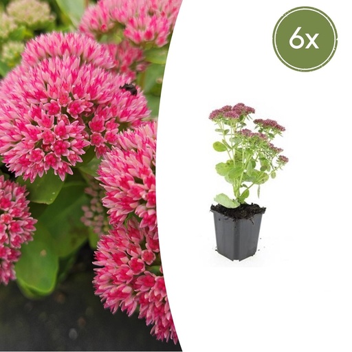 "Fetthenne 'Herbstfreude' 6er-Set (Sedum) – winterharte Staude, Topf-Ø 9 cm, Höhe ca. 25 cm image"