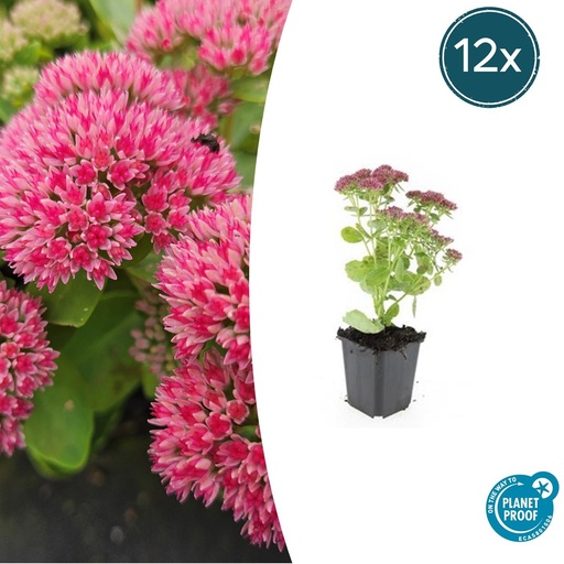 "12x Sedum 'Herbstfreude' - ↕10-25cm - Ø9cm image"