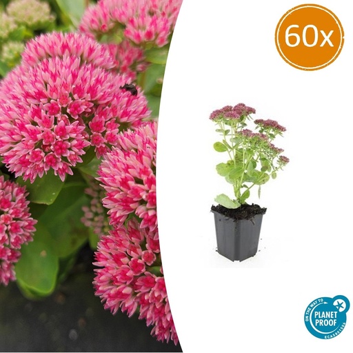 "60x Sedum 'Herbstfreude' - ↕10-25cm - Ø9cm image"
