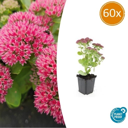 "Fetthenne 'Herbstfreude' 60er-Set (Sedum telephium) – winterharte Staude, Topf-Ø 9 cm, Höhe ca. 25 cm image"