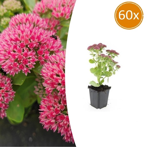 "Fetthenne 'Herbstfreude' 60er-Set (Sedum telephium) – winterharte Staude, Topf-Ø 9 cm, Höhe ca. 25 cm image"