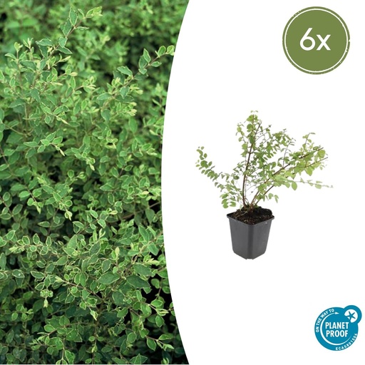 "6x Symphoricarpos ch. 'Hancock' - ↕10-25cm - Ø9cm image"