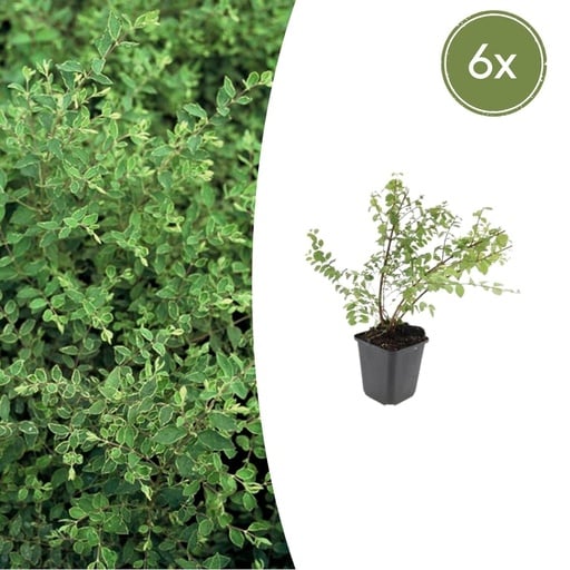 "Schneebeere 'Hancock' 6er-Set (Symphoricarpos x) – winterharter Zierstrauch, Topf-Ø 9 cm, Höhe ca. 25 cm image"