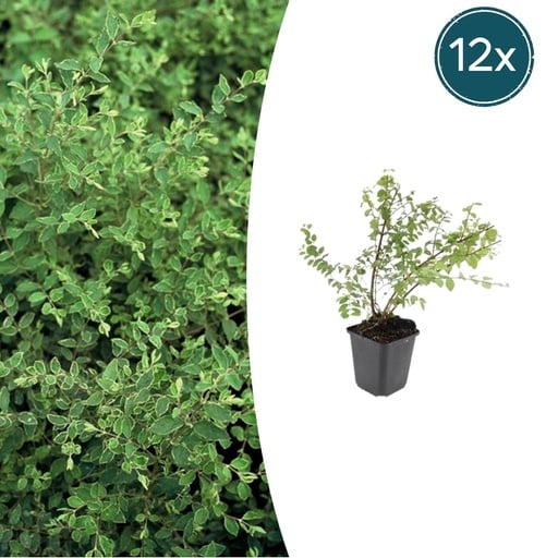 "Schneebeere 'Hancock' 12er-Set (Symphoricarpos albus) – winterharter Zierstrauch, Topf-Ø 9 cm, Höhe ca. 25 cm image"