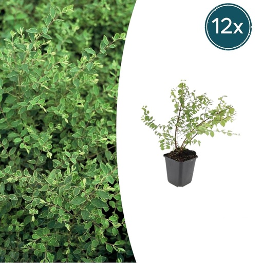 "Schneebeere 'Hancock' 12er-Set (Symphoricarpos albus) – winterharter Zierstrauch, Topf-Ø 9 cm, Höhe ca. 25 cm image"
