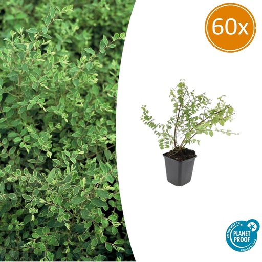 "60x Symphoricarpos ch. 'Hancock' - ↕10-25cm - Ø9cm image"