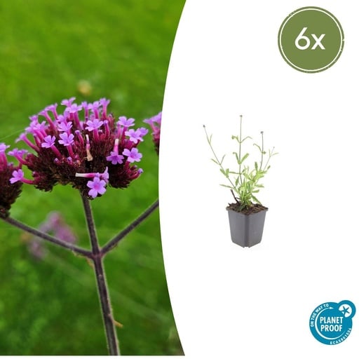 "Patagonisches Eisenkraut 'Lollipop' 6er-Set (Verbena bonariensis) – winterharte Staude, Topf-Ø 9 cm, Höhe ca. 25 cm image"