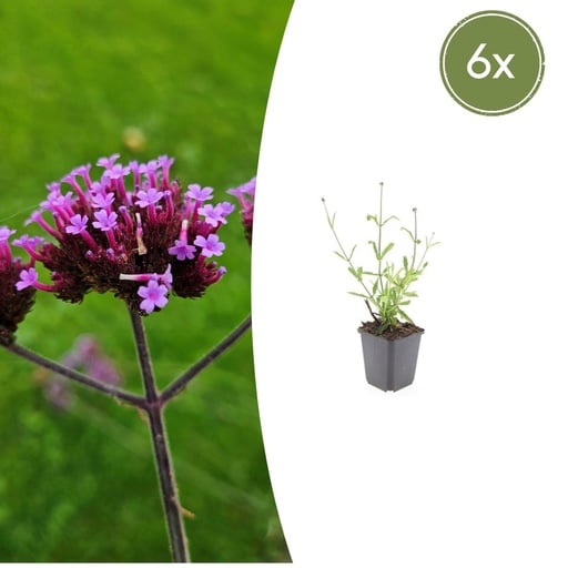 "Patagonisches Eisenkraut 'Lollipop' 6er-Set (Verbena bonariensis) – winterharte Staude, Topf-Ø 9 cm, Höhe ca. 25 cm image"