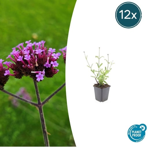 "Patagonisches Eisenkraut 'Lollipop' 12er-Set (Verbena bonariensis) – winterharte Staude, Topf-Ø 9 cm, Höhe ca. 25 cm image"