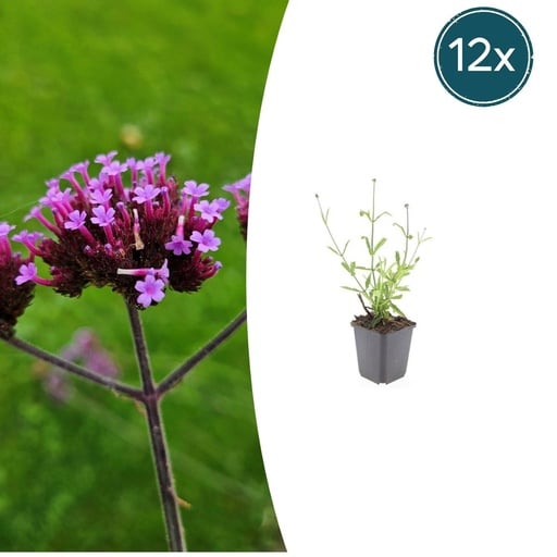 "Patagonisches Eisenkraut 'Lollipop' 12er-Set (Verbena bonariensis) – winterharte Staude, Topf-Ø 9 cm, Höhe ca. 25 cm image"