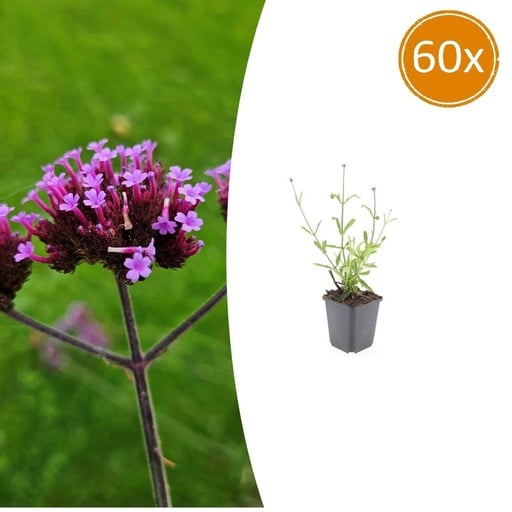 "Patagonisches Eisenkraut 'Lollipop' 60er-Set (Verbena bonariensis) – winterharte Staude, Topf-Ø 9 cm, Höhe ca. 25 cm image"