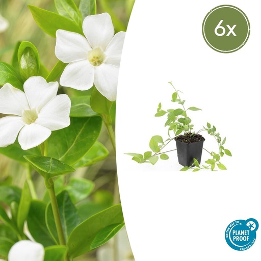 "6x Vinca major 'Alba' - ↕10-25cm - Ø9cm image"