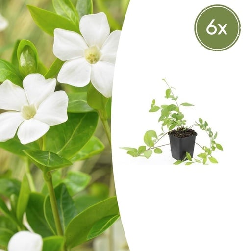 "Großes Immergrün 'Alba' 6er-Set (Vinca major) – winterharter Bodendecker, Topf-Ø 9 cm, Höhe ca. 25 cm image"