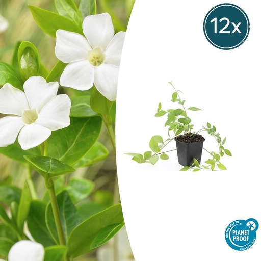"12x Vinca major 'Alba' - ↕10-25cm - Ø9cm image"