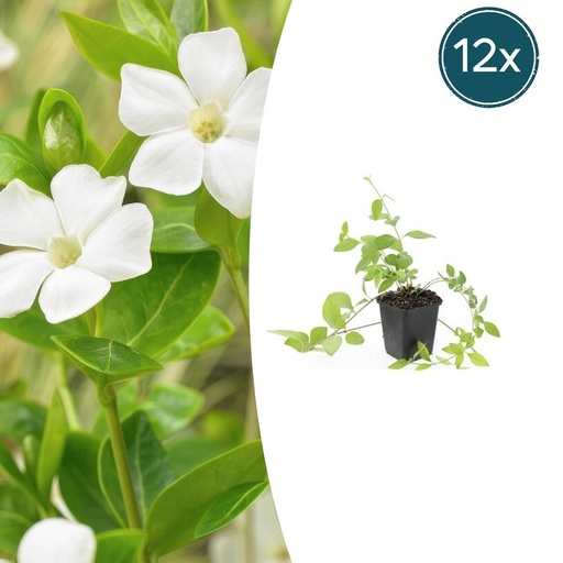 "Großes Immergrün 'Alba' 12er-Set (Vinca major) – winterharter Bodendecker, Topf-Ø 9 cm, Höhe ca. 25 cm image"