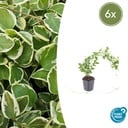 6x Vinca major 'Variegata' - ↕10-25cm - Ø9cm