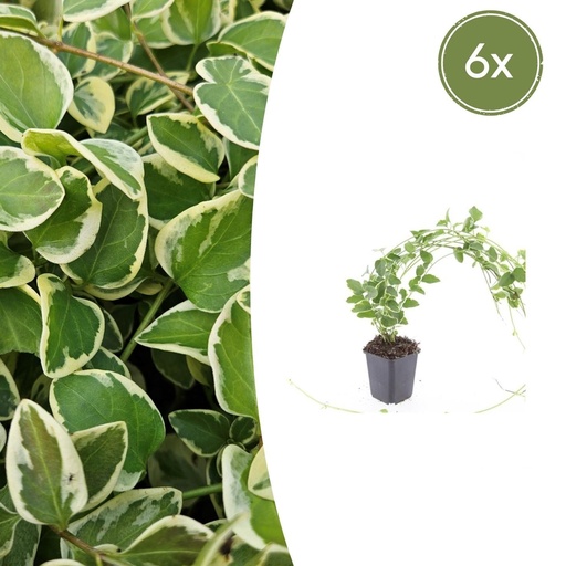 "Großes Immergrün 'Variegata' 6er-Set (Vinca major) – winterharter Bodendecker, Topf-Ø 9 cm, Höhe ca. 25 cm image"
