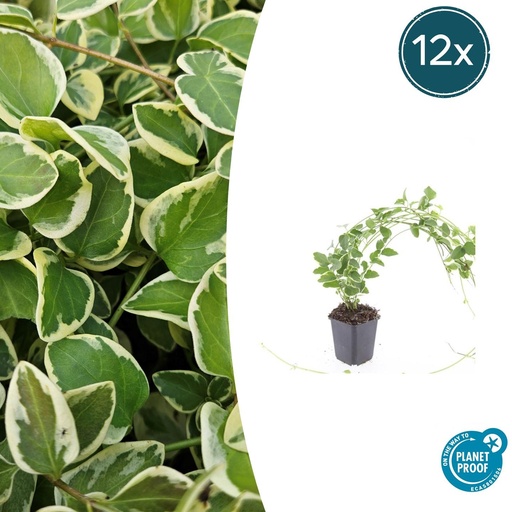 "12x Vinca major 'Variegata' - ↕10-25cm - Ø9cm image"