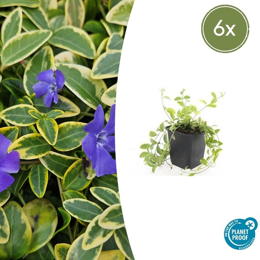 "6x Vinca minor 'Aureovariegata' - ↕10-25cm - Ø9cm image"
