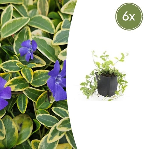 "Immergrün 'Aureovariegata' 6er-Set (Vinca minor) – winterharter Bodendecker, Topf-Ø 9 cm, Höhe ca. 25 cm image"