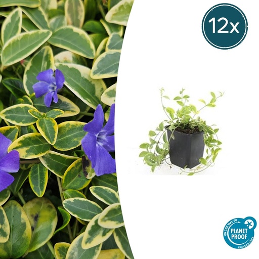 "12x Vinca minor 'Aureovariegata' - ↕10-25cm - Ø9cm image"