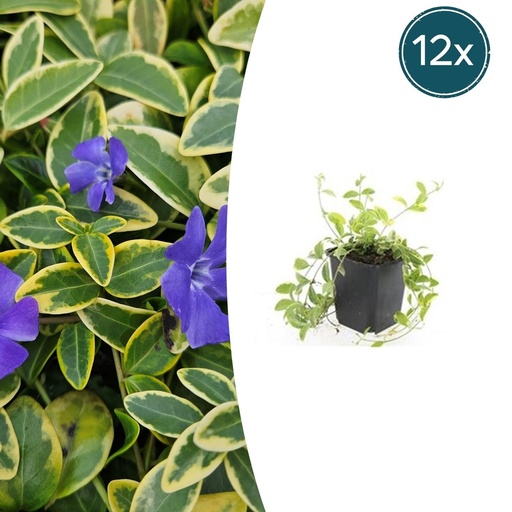 "Immergrün 'Aureovariegata' 12er-Set (Vinca minor) – winterharter Bodendecker, Topf-Ø 9 cm, Höhe ca. 25 cm image"