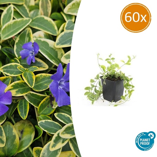 "60x Vinca minor 'Aureovariegata' - ↕10-25cm - Ø9cm image"
