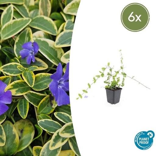 "6x Vinca minor 'Blue and Gold' - ↕10-25cm - Ø9cm image"